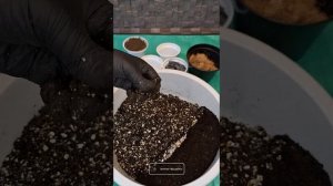 ГРУНТ для ФИКУСОВ своими руками! Как подобрать его СОС