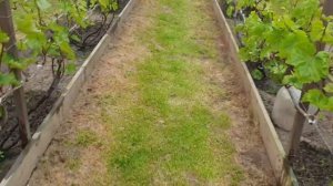 Кальциевые удобрения, подкормка винограда и клубники.