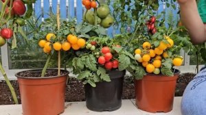 Топ 3 сорта томатов черри для выращивания на подоконни