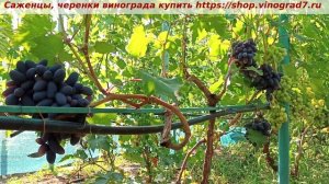 Виноград 3.08.2025 г. Натали. Одна из ранних крупноплодных