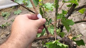 Прививка винограда черным в зеленое | В расщеп + Окулир