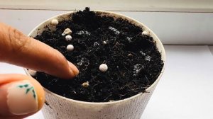 КАК ВЫРАСТИТЬ ФРУКТ ДРАКОНА ДОМА ПИТАХАЯ