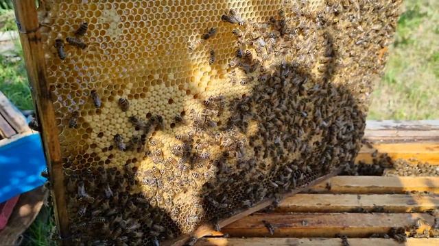 Наши пчелы на даче смотреть онлайн