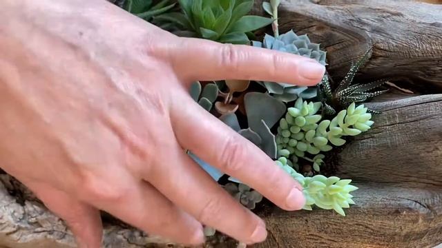 Суккуленты в коряге. Сажаем суккуленты в корягу с доба смотреть онлайн