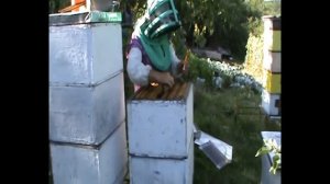 Метод Цебро на пасеке Енговатова Владимира | 127. 00