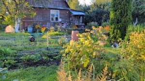 16-09-2025.Дача.У соседки новый дизайн крыши ..Собираю яблоки у соседей..