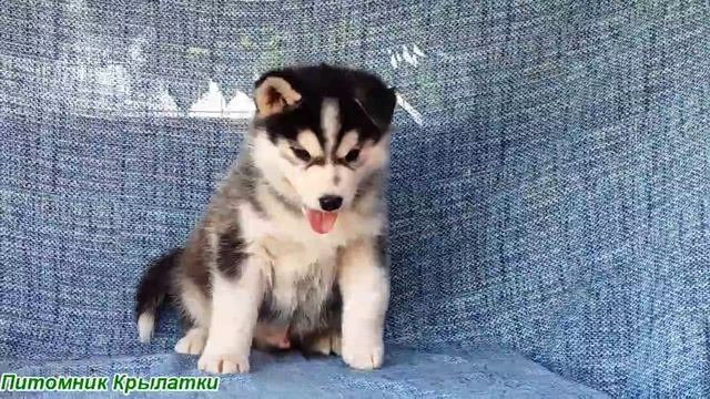 Предлагаем мальчика щенка хаски, черно-белого, родился 22 июля 2025 года