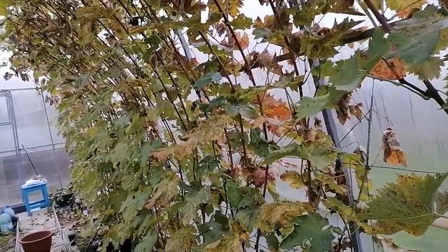 Как подготовить виноград к зиме - работы на виноградни смотреть онлайн