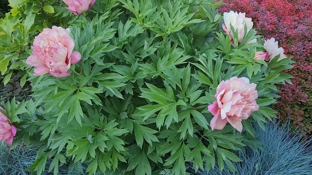 🌸ПИОН ИТО-ГИБРИД HILLARY🌸 смотреть онлайн