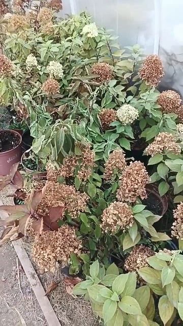 Что я буду делать с маточными кустами гортензий 02.10.2024?