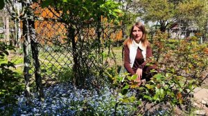 НЕЗАБУДКИ Как вырастить море голубых цветов у себя до?