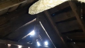 Уничтожил гдездо шершней на чердаке дома