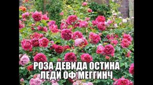 Роза Девида Остина Леди Оф Меггинч