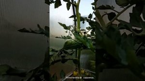 Пасынки и кисти на томатах. Как различить в начале рос?