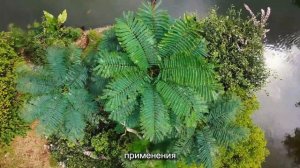 ЛИМОННАЯ КИСЛОТА ДЛЯ РАСТЕНИЙ-СТИМУЛЯТОР РОСТА