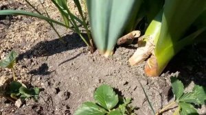 анзур....лук-чеснок.