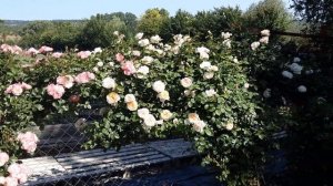 роза Джеки Фаворит, Питомник Роз Полины Козловой, rozarium