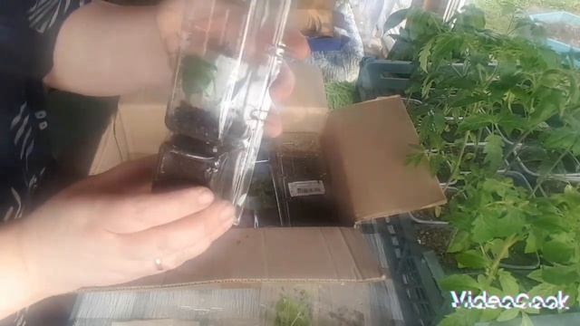 Распаковка посылки с петуниями от "Русский огород " смотреть онлайн