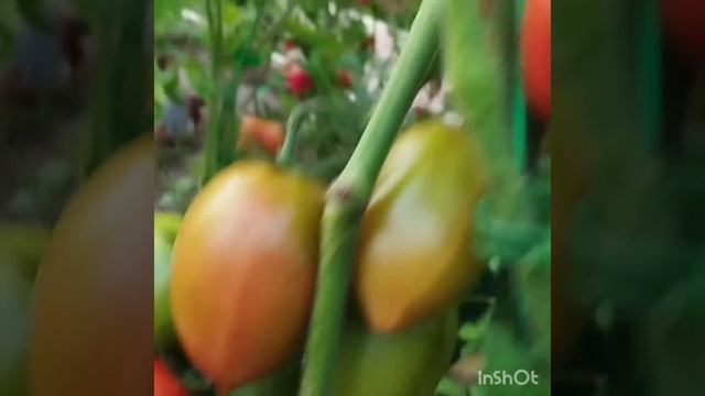 Обзор томатов Засолочная гирлянда . Два варианта . И ук смотреть онлайн