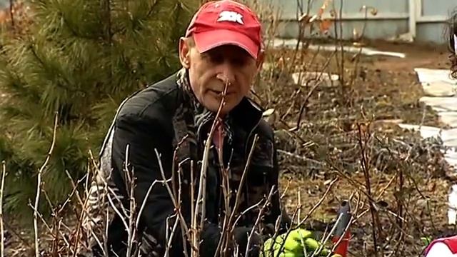 Смородина весной.Сергей Богатский в программе "3 минут смотреть онлайн