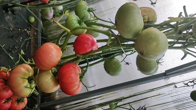 Этот томат самый урожайный, посадил и забыл, не прихот?