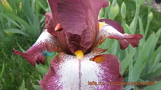 Ирис бородатый Кринолин (iris) 🌿 бородатый ирис Криноли смотреть онлайн