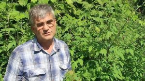 Череда трехраздельная- растение стабилизирующее обме