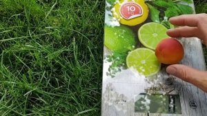 Абрикос Саратовский рубин