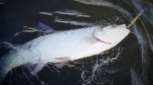 Трофейный жерех на попер.