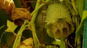 бешеный огурец 600 лекарственных растений