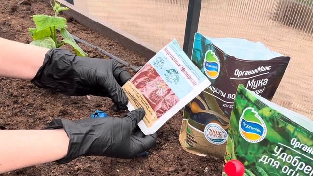 Высаживаю рассаду огурцов в теплицу 11.05.25 смотреть онлайн