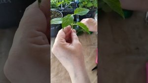 Зелёное черенкование гортензии Саммер Лав. Короткие м