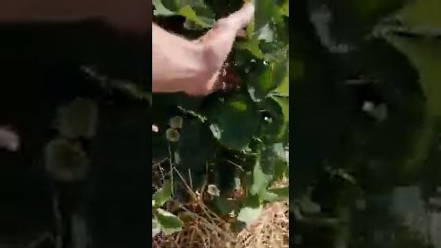 Субботино 03