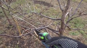 Обрезка яблони м9 для новичков: прижимаем урожай к ств?
