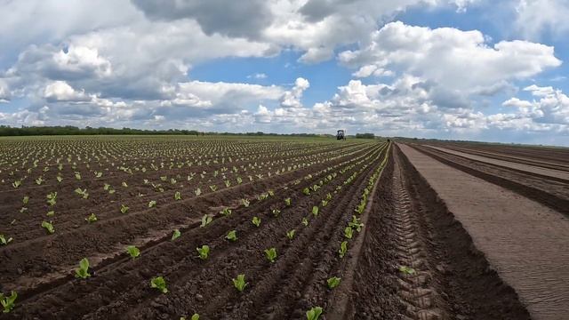 15.05.2025. Посадка салата айсберг Лидер Агрофирма Поиск.