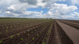 15.05.2025. Посадка салата айсберг Лидер Агрофирма Поиск.