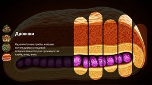 УРОК 22 | 7 класс. Общая характеристика грибов