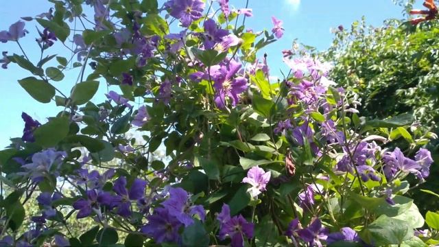 Цветет ЮКА / МОЙ САД / ЛЕТО 2025 смотреть онлайн