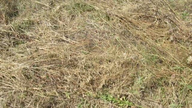 Виктор Безгодков. Что происходит, когда стирается хор? смотреть онлайн