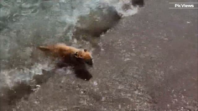 Крым Коса Беляус пляж Берег мечты сегодня 10 сентября 2025. Море и погода в Крыму сейчас. Обстановка смотреть онлайн