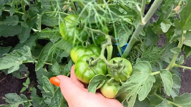 ОБЗОР#ПОМИДОР#ХУАНЧИ#КЛУША#СУПЕР#КЛУША смотреть онлайн