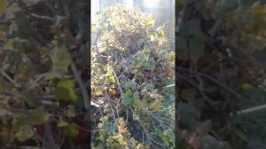 Ржавчина на смородине  Меры борьбы