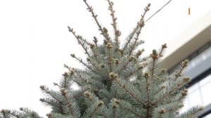 Как укоротить ель. Как сделать её пушистой