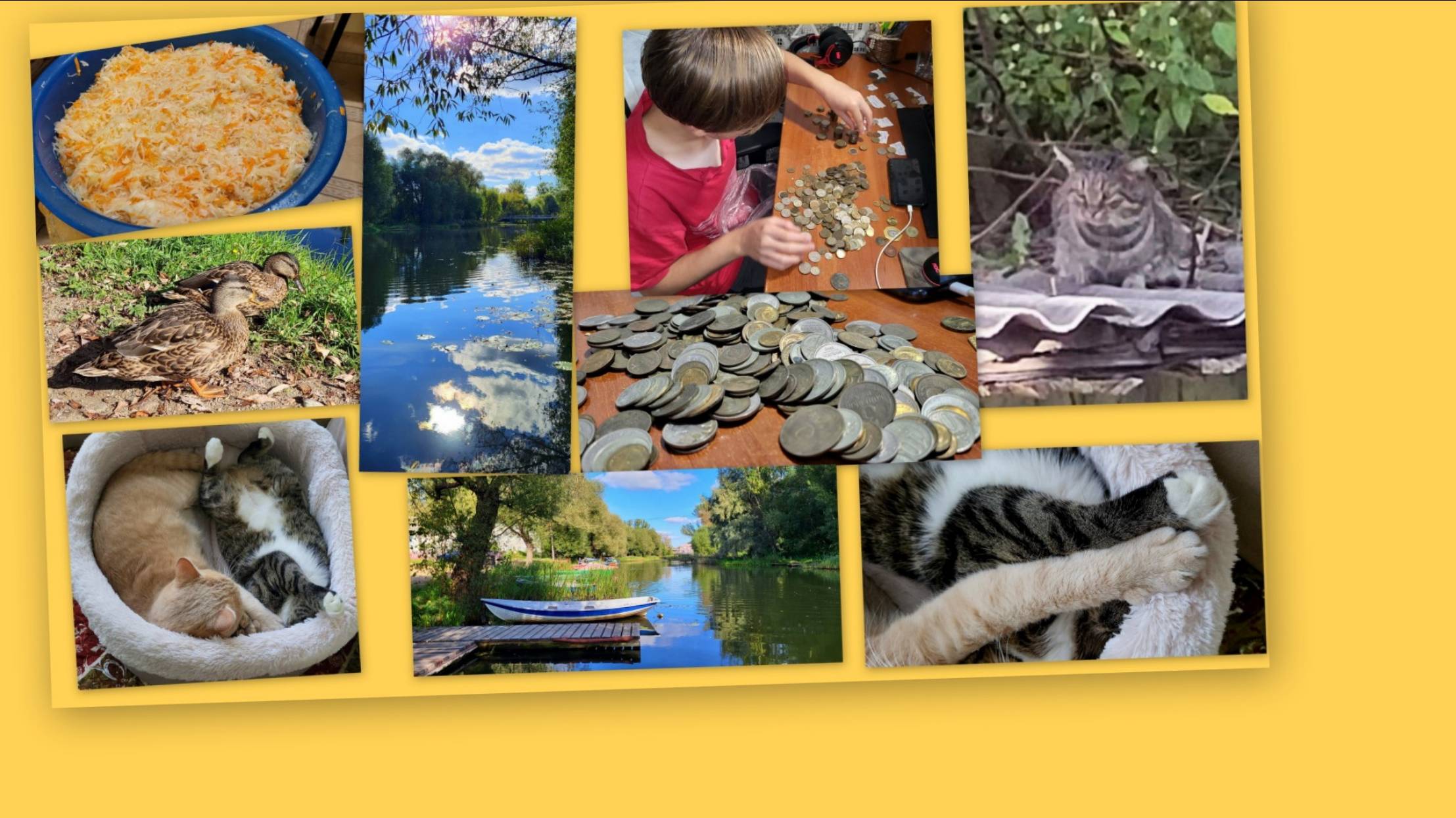 ВЛОГ: ТАК КОТОВ Я ЕЩЕ НЕ СПАСАЛА!!! ПРОГУЛКА, БЫТ И НОВИНКИ! смотреть онлайн