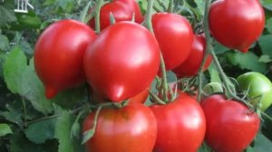Сорт томатов «Легенда Тарасенко»ХАРАКТЕРИСТИКА СОРТ?