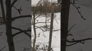 Формирование груши после сильного повреждения морозо