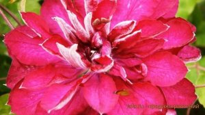 Клематис крупноцветковый Ред Пешн 🌿 обзор: как сажат?