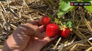 Хочу клубнику сорт Флорида Бьюти