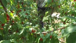 КИЗИЛ: правильная обрезка и формировка - Александр Кол