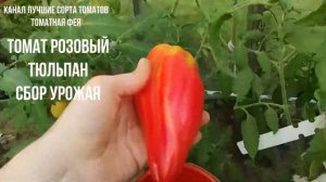 ТОМАТ РОЗОВЫЙ ТЮЛЬПАН Сбор урожая Взвешивание томато?